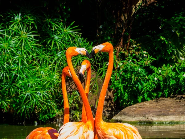 Beautiful Flamingos Nature — Stock Photo, Image