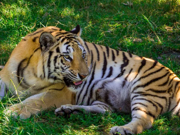 Portrait Tigre Bengale Dans Nature — Photo