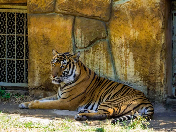 动物园画像中的孟加拉虎 — 图库照片