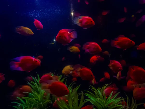 Красные Рыбы Аквариуме — стоковое фото
