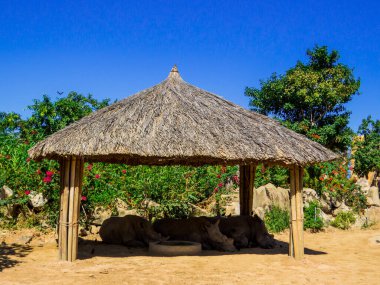 Nha Trang, Vietnam - 23 Aralık 2019 Vininci Lunaparkındaki Kuğular.