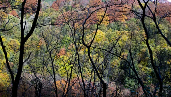 Herfst bos, Navarra, Spanje — Stockfoto