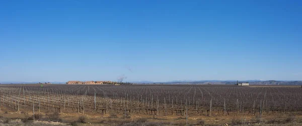 Виноградник в провинции Сарагоса, Арагон, Испания — стоковое фото