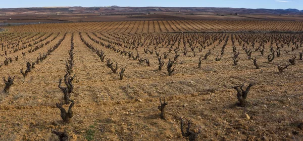Виноградник в провинции Сарагоса, Арагон, Испания — стоковое фото