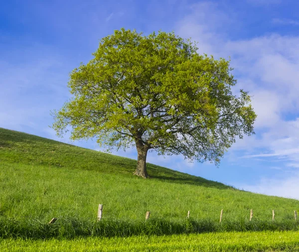 Grüner Baum an einem sonnigen Frühlingstag im Baskenland — Stockfoto