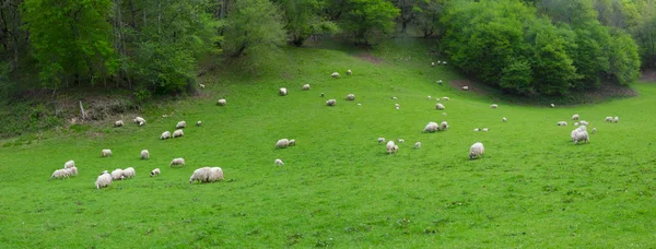 Campo verde, pastoreo de ovejas — Foto de Stock