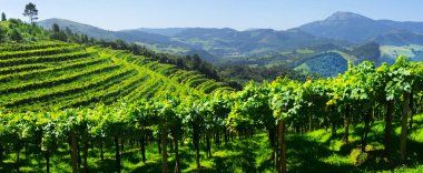 Rows of vineyards for the production of wine in Getaria clipart