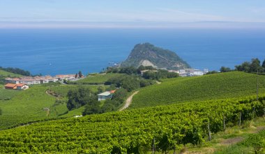 Üzüm bağları ve şarap üretimi Getaria sahil üzerinde arasında tatil yer