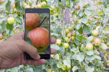 Taze meyve elma toplama fotoğraf çekimi,
