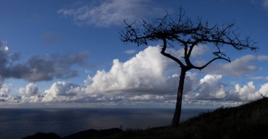 Okyanus ve gökyüzü arka planda bulutlar dolu olan ağaç