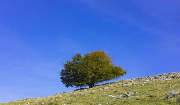 Blauer Himmel und orangefarbene Herbstfarben — Stockfoto