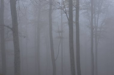 Sisli kayın ormanı