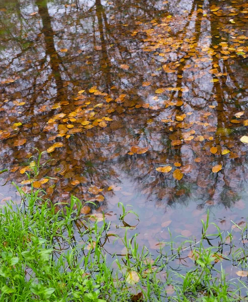 Herfst in het bos — Stockfoto