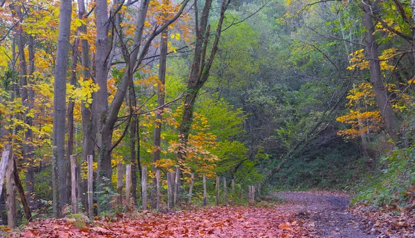 Kop Van Weg Naar Het Bos Het Najaar Euskadi Spanje — Stockfoto