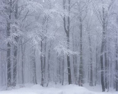 kar kayın ormanı kışın kapalı.