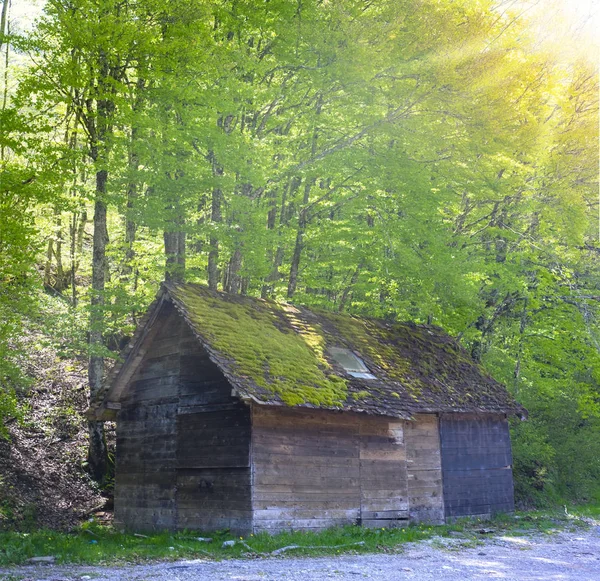 Cottage Beech Forest Navarre Pyrenees — Stock Photo, Image