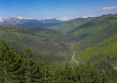 Yol ve orman. Yeşil dağ orman manzarası içinde Pyrenees,: Navarra, Spain