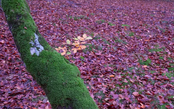 Žluté Listy Podzim Lese Irati Pyreneje Navarra — Stock fotografie