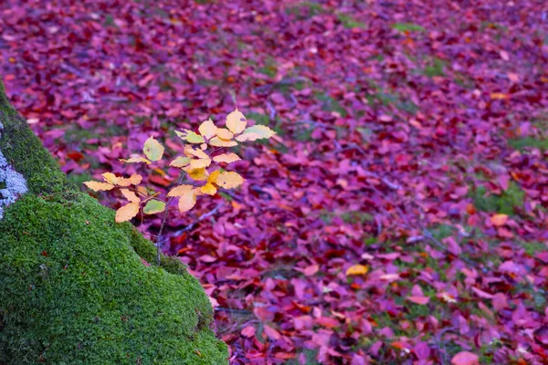 イラティ ピレネー山脈 ナバラの森の秋の黄色の葉 — ストック写真