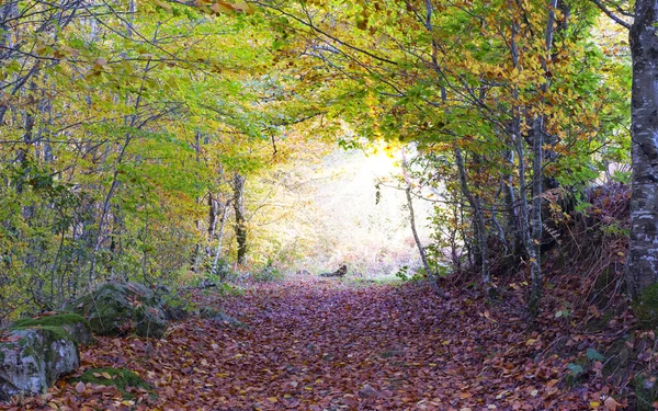 Droga Liściasta Kolorami Jesieni Lesie Irati Navarra — Zdjęcie stockowe