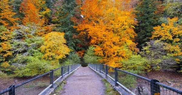 Brug Pad Naar Het Beukenbos Van Irati Navarra Pyreneeën — Stockfoto