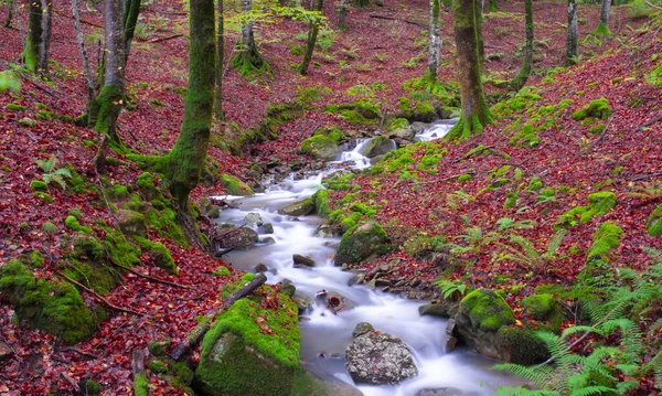 Sierra Aralar Gipuzkoa Daki Kayın Ormanlarının Arasında Şelale — Stok fotoğraf