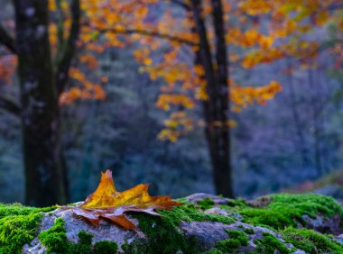 Sonbaharda yapraklar dökülür, Navarra.