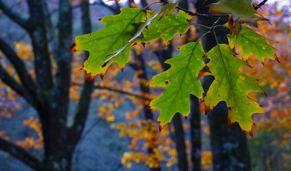 Fall Leaves Autumn Navarra — Stock Photo, Image