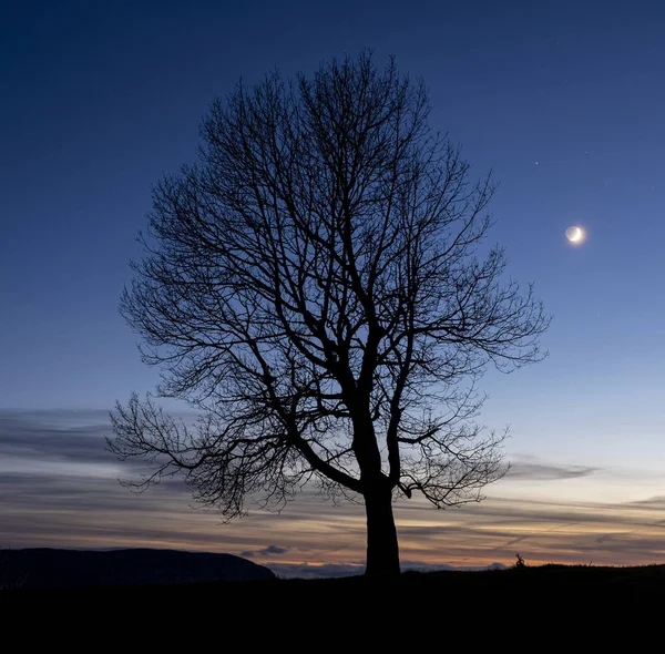 Baum Und Mond Der Abenddämmerung San Miguel Aralar Navarra — Stockfoto