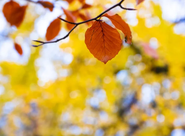 Yellow Leaves Fall Colors Park City Donostia Euskadi — Stock Photo, Image