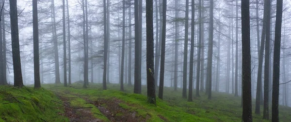 Beschilderte Straße Nebel Wald Des Aiako Harriak Naturparks Euskadi — Stockfoto