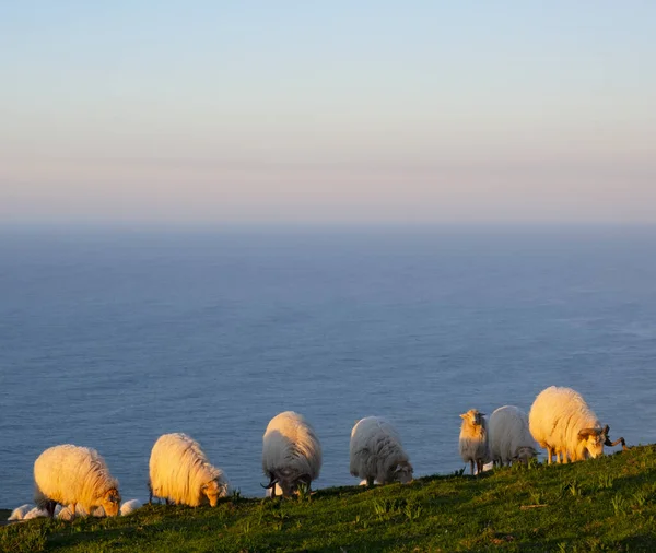 Cabra Ovejas Pastando Atardecer Monte Jaizkibel Euskadi — Foto de Stock