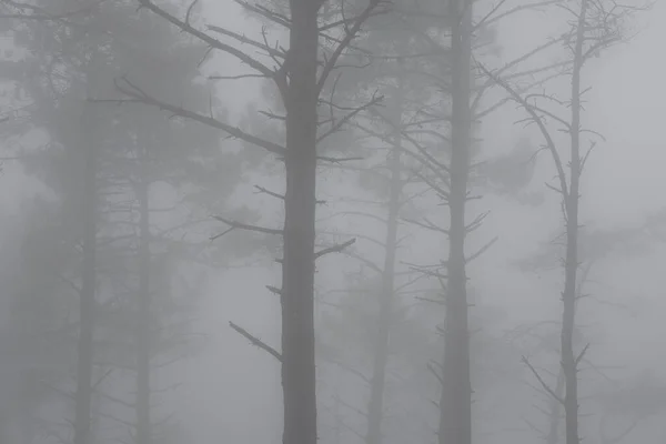Сосны Тумане Горе Джайзкибель Эускади — стоковое фото