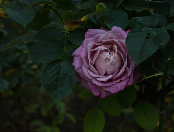 Belle Fleur Rose Rose Fleurissant — Photo