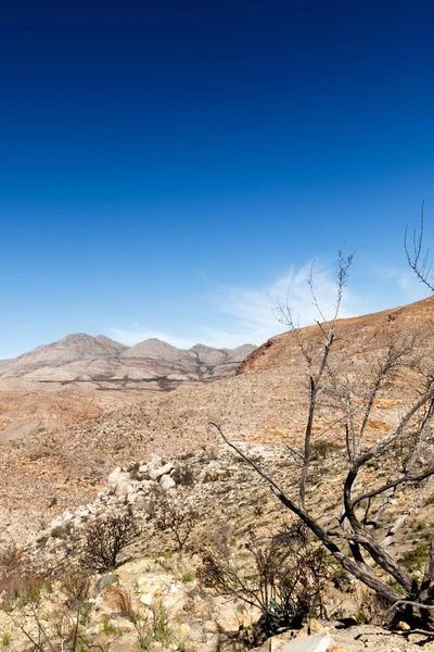 Árbol muerto en el Valle de la Muerte en el Paso de Swartberg — Foto de Stock