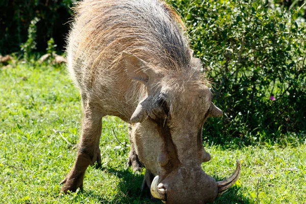 Närbild bild av en warthog - Pumba — Stockfoto