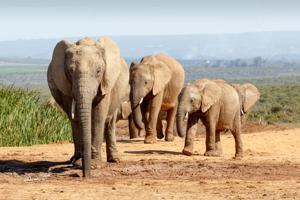 Африканская семья слонов Буша собралась у колодца — стоковое фото