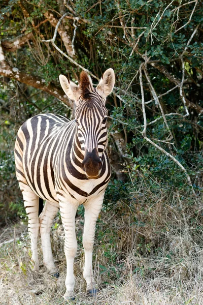 De Burchell Zebra op zoek helemaal alleen baby. — Stockfoto