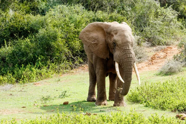 이 쪽 아프리카 숲 코끼리를 타고 — 스톡 사진