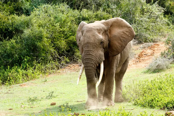 Duży słoń afrykański z ogromne kufry. — Zdjęcie stockowe