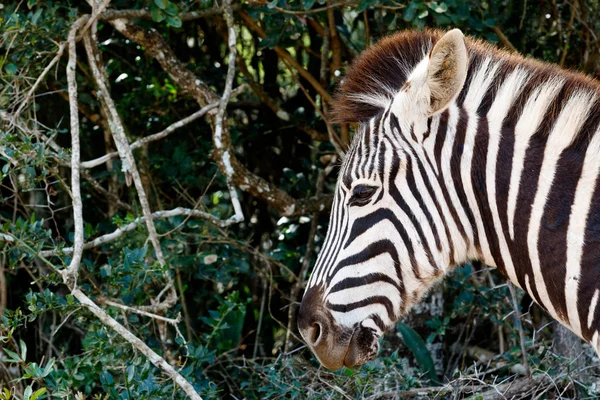 Solo una zebra di Burchell affilata. — Foto Stock