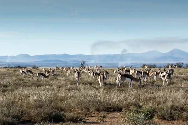 Campo di Springboks — Foto Stock