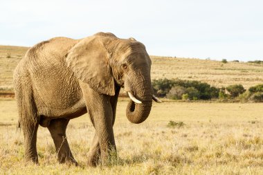Afrika fili yemek çim alandaki