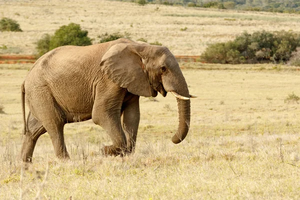 Elefante africano fare una passeggiata nel parco — Foto Stock