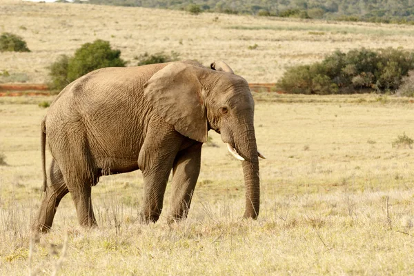 Słoń stojący i mając chwilę myślenia — Zdjęcie stockowe