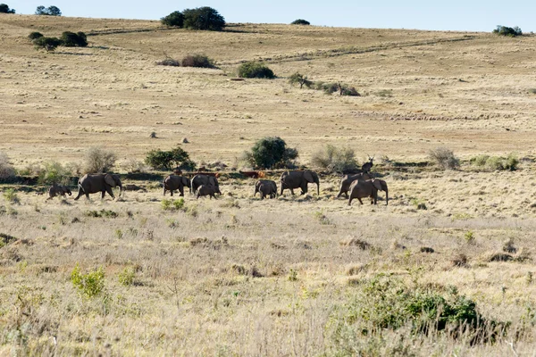Famille des éléphants d'Afrique marchant vers le point d'eau — Photo