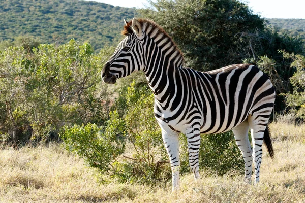 Gyönyörű Burchell Zebra állt egy mező — Stock Fotó
