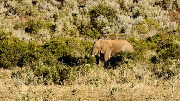 Grand champ avec un éléphant de brousse africain — Photo