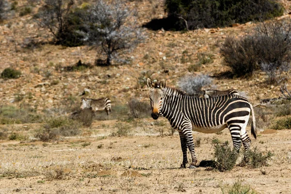 Berg Zebra stående i ett fält — Stockfoto