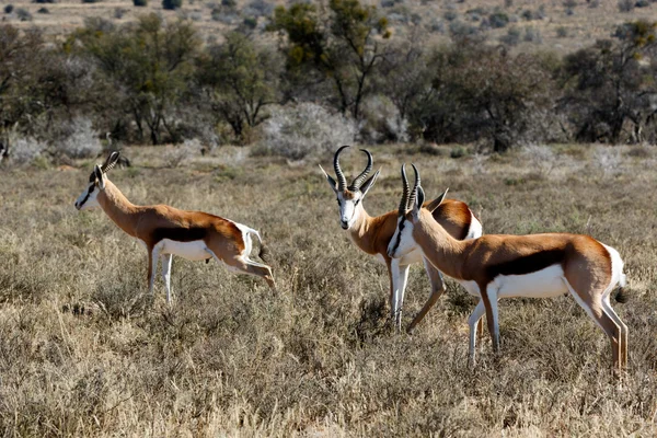 Springbok broutant sur le terrain — Photo